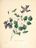 Art Prints of Italian Leather Flower, Plate 128 by Pierre-Joseph Redoute