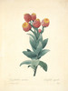 Art Prints of Milkweed, Plate 50 by Pierre-Joseph Redoute