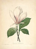 Art Prints of Magnolia, Plate 107 by Pierre-Joseph Redoute