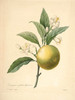 Art Prints of Orange, Plate 123 by Pierre-Joseph Redoute