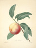 Art Prints of Peach, Plate 46 by Pierre-Joseph Redoute