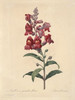 Art Prints of Snapdragon, Plate 15 by Pierre-Joseph Redoute