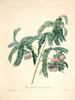 Art Prints of Tamarind, Plate 79 by Pierre-Joseph Redoute