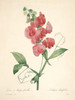 Art Prints of Sweet Pea, Plate 101 by Pierre-Joseph Redoute