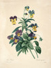 Art Prints of Tricolor Pansy, Plate 70 by Pierre-Joseph Redoute