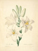 Art Prints of White Lily, Plate 18 by Pierre-Joseph Redoute