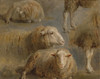 Art Prints of A Study of Sheep by Rosa Bonheur