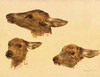 Art Prints of Three Studies of a Doe Head by Rosa Bonheur