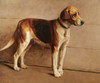 Art Prints of Foxhound in a Kennel by Samuel Fulton