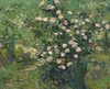 Art Prints of Roses by Vincent Van Gogh