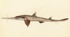 Art Prints of Longnose Saw Shark by W. B. Gould