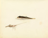 Art Prints of Shrimp and Unidentified Fish by W. B. Gould