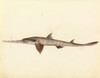 Art Prints of Saw Shark by W. B. Gould