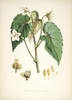 Art Prints of Begonia Cathcarti by Walter Hood Fitch
