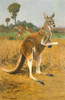 Art Prints of Red Kangaroos in the Outback by Wilhelm Kuhnert