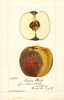 Art Prints of Genesee Chief Apples by William Henry Prestele