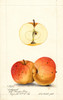 Art Prints of Ledyard Apples by William Henry Prestele