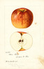 Art Prints of Moore Extra Apples by William Henry Prestele