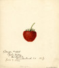 Art Prints of Omega Strawberry by William Henry Prestele