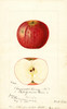 Art Prints of Summer King Apples by William Henry Prestele