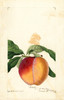 Art Prints of Zane Peach by William Henry Prestele