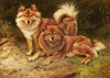 Art Prints of Two Finnish Spitz by Wright Barker