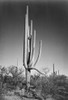 Art prints of Full view of cactus and surrounding shrubs, In Saguaro National Monument, Arizona 
