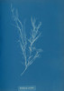 Art prints of Dichloria viridis by Anna Atkins