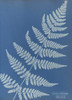 Art prints of Lastrea dilatato, Fern by Anna Atkins