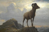 Art Prints of Study of a Big Horn Ram by Albert Bierstadt