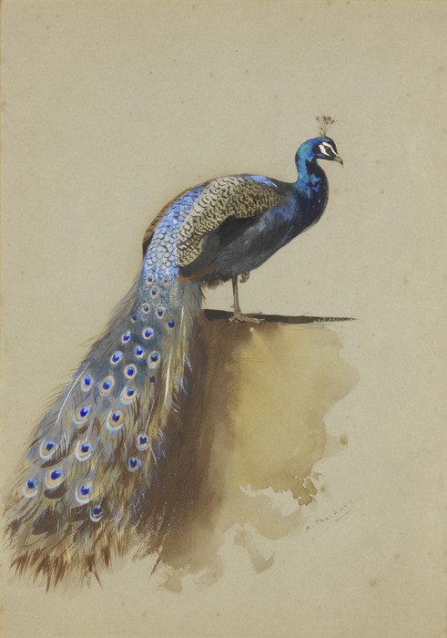 Art Prints of Peacock by Archibald Thorburn