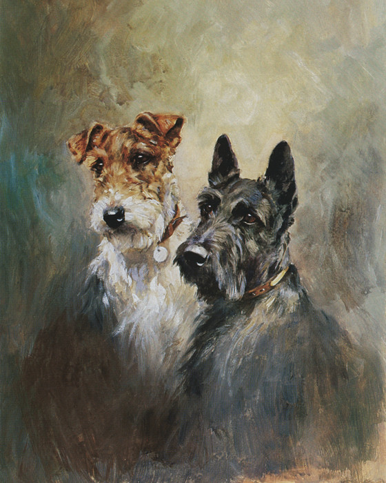 Art Prints of A Scottish Terrier a Wire Hair Fox Terrier by