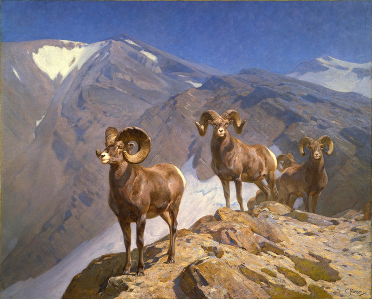 Art Prints of Bighorn Sheep on Wilcox Pass by Carl Rungius