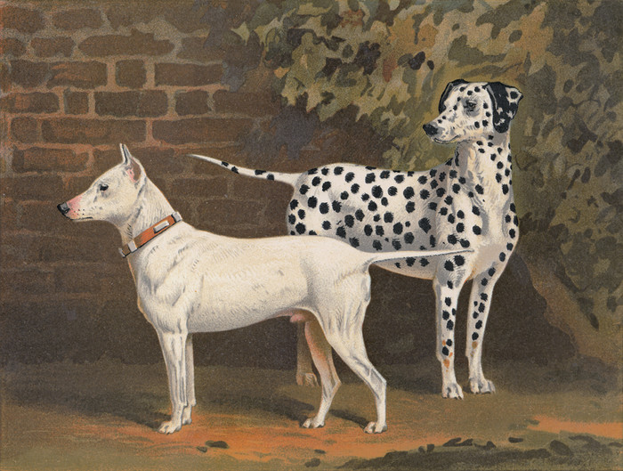 Art Prints of Bull Terrier Tarquin Dalmatian Captain by Vero