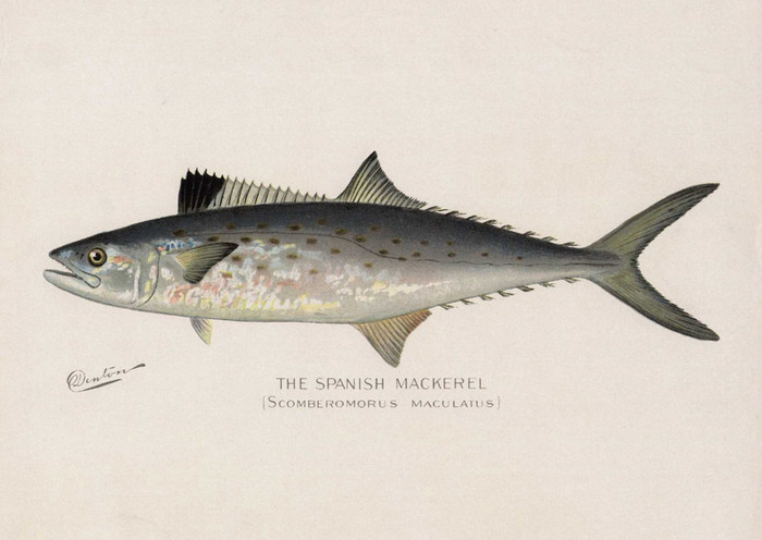Art Prints of Spanish Mackerel by Sherman Foote Denton