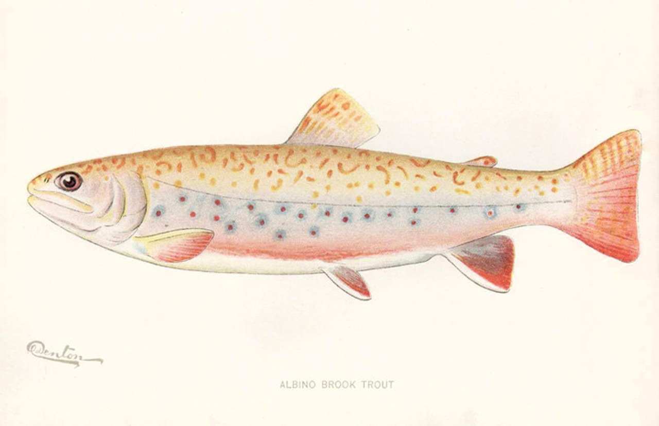 Art Prints of Albino Brook Trout by Sherman Foote Denton