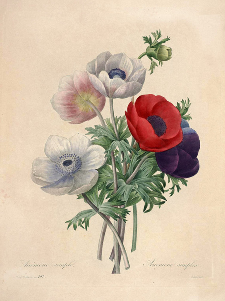 Art Prints of Anemone, Plate 110 by Pierre-Joseph Redoute