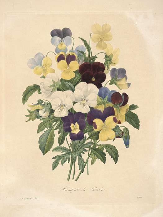 Art Prints of Pansies, Plate 28 by PierreJoseph Redoute