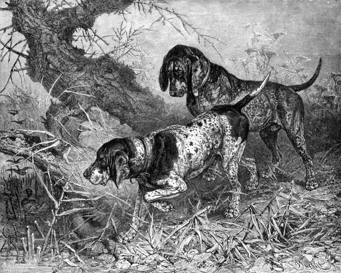 Art Prints of German Mastiff by Vero Shaw, Cassell's Book of the Dog