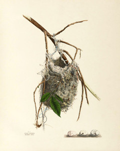 Art Prints of Baltimore Oriole Nest, Plate I, American Bird Nests