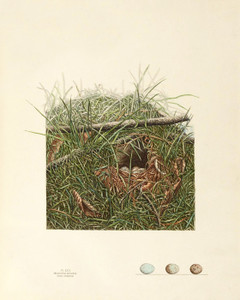 Art Prints of Song Sparrow Nest, Plate XXX, American Bird Nests
