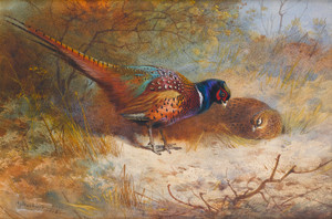 Art Prints of Pheasants by Archibald Thorburn