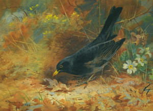 Art Prints of Blackbird by Archibald Thorburn