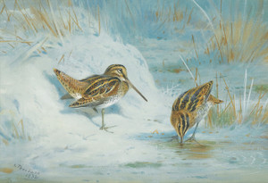 Art Prints of Frozen Out, Snipe by Archibald Thorburn