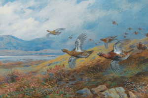 Art Prints of Driven Grouse by Archibald Thorburn