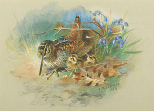 Art Prints of Woodcock and Young by Archibald Thorburn
