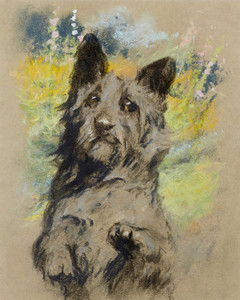 Art Prints of Scottish Terrier by Arthur Wardle
