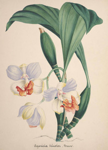 Art Prints of Aganisia, No. 77, Orchid Collection
