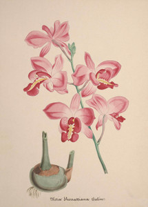 Art Prints of Bletia, No. 61, Orchid Collection