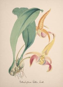 Art Prints of Bulbophyllum, No. 66, Orchid Collection